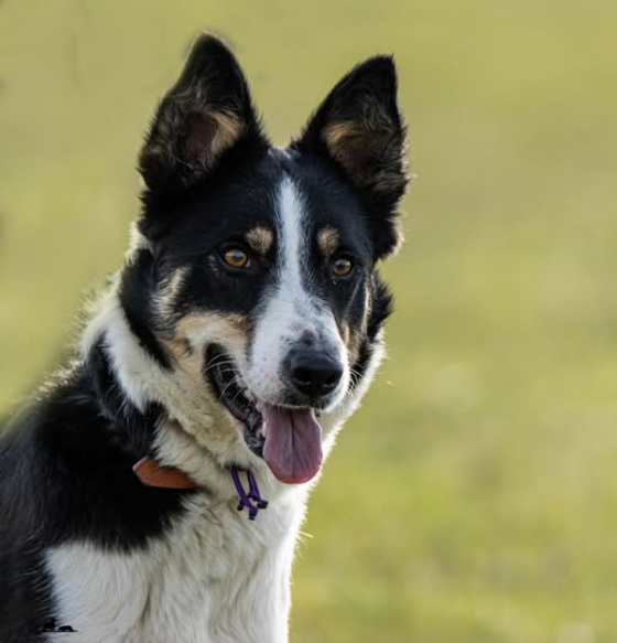 Patsi Gunly de Loustalarie des Bourdalats