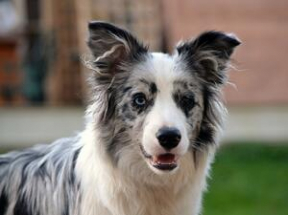 Panaqua Drop Of Colour