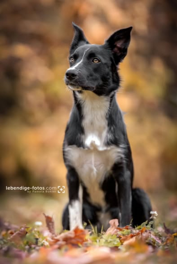 Darleyfalls Black Nisha