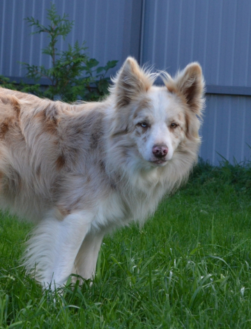 Toto Gustav Pol-Gotie