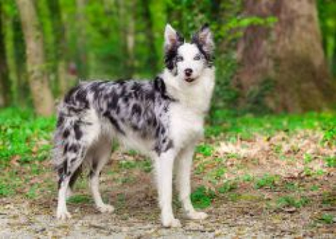 Alba Bardick Magick Border Collies