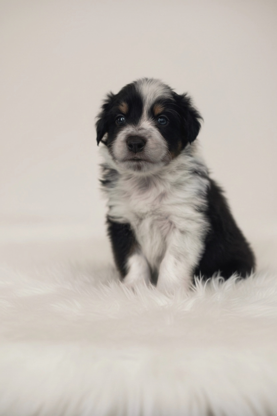 Focus Fire Palladium