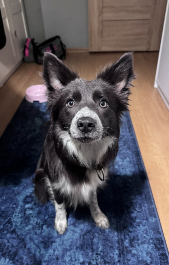 I'm Nitra from Real Dog Paradise