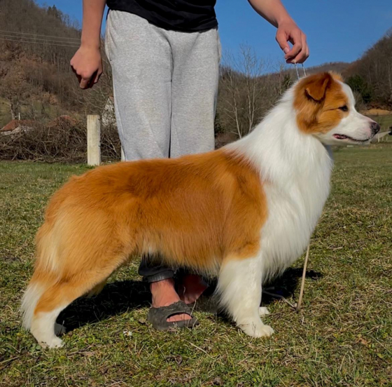 Viva La Tia Northern Prince