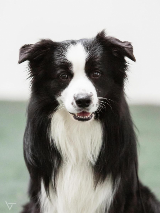 Can't Stop Me Be Orlica