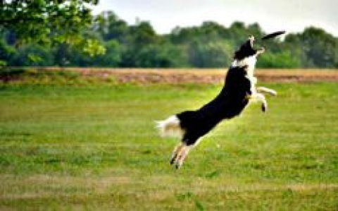 FlyOn Break