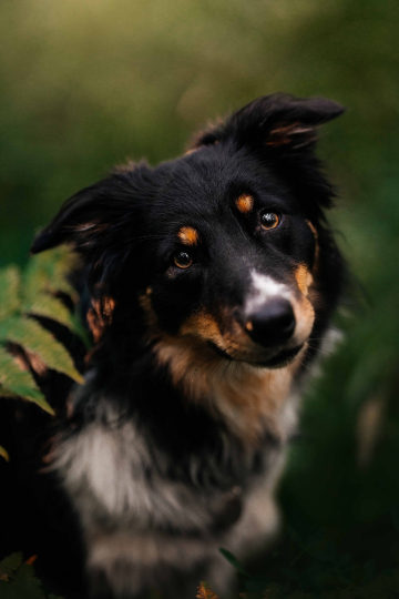 Ressi Faithful Companion