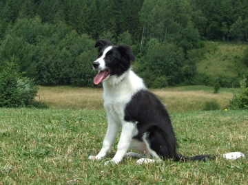 Laria Gorczanska Oaza