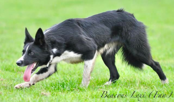 Beacons Lexi