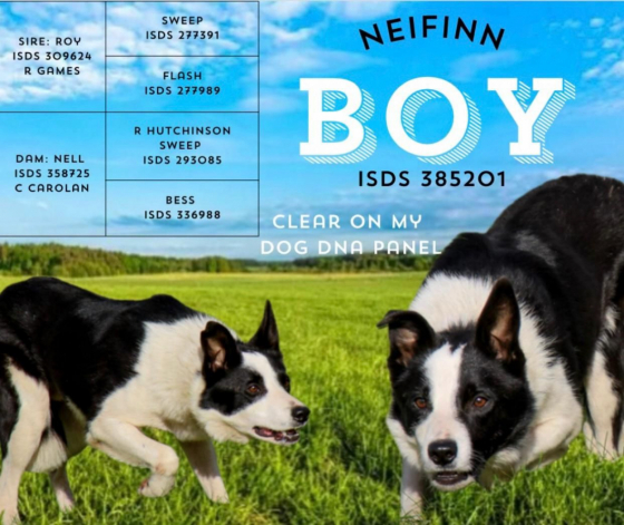 Neifinn Boy