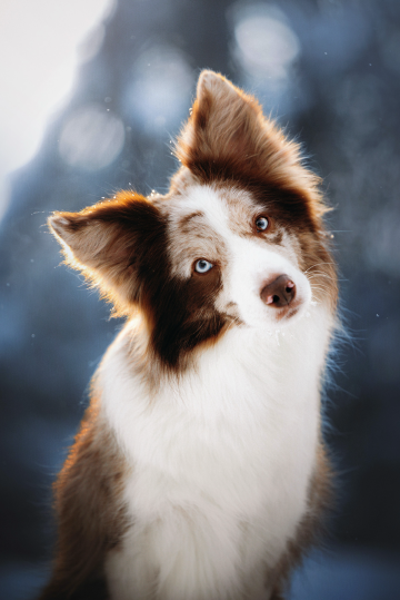 Nafani League of Legends