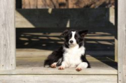 Caora's Aria