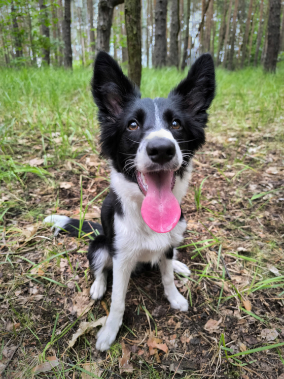 Harry Potter from Real Dog Paradise