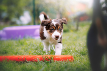 Amare Montis Peleaga