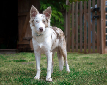 Leebeardream Wicket Wystri