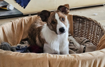 Utathaya Lovely Little Angel's