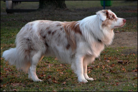 Mr. Magpie z Cernobilych