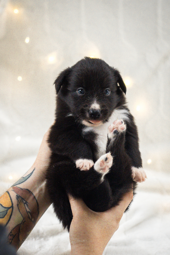 Amarena Espresso Bun