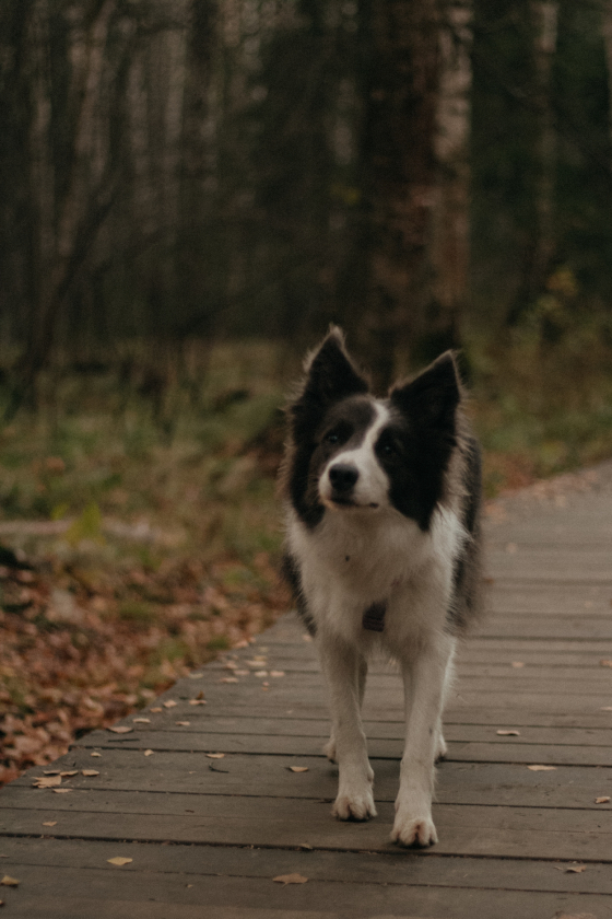 Das Lieber Hund Very Loyal Heart