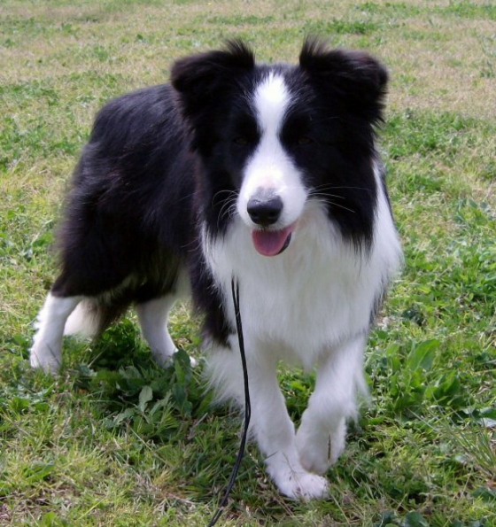 Never Never Land Rising Star For Capo Lucano