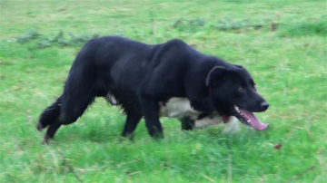 Shep