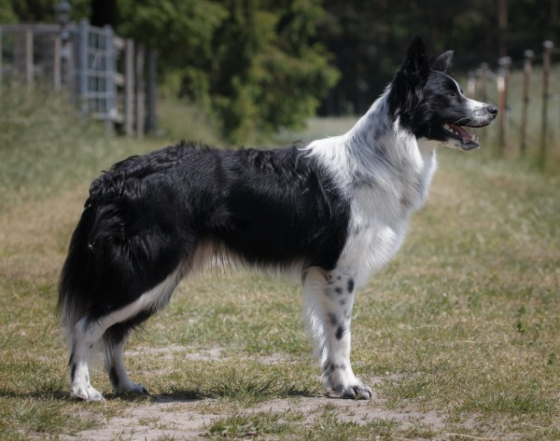 Dumf And Galwy Nimbus