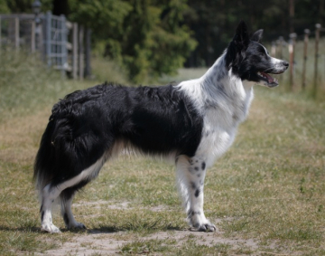 Dumf And Galwy Nimbus