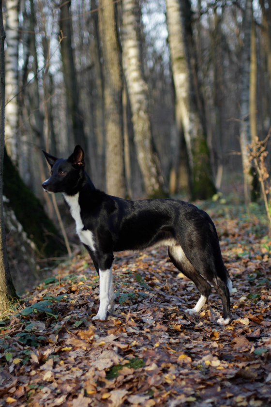 Rus Dendi Lot Reliable Falco