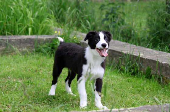 Orion Zvezdniy Prints