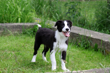 Orion Zvezdniy Prints