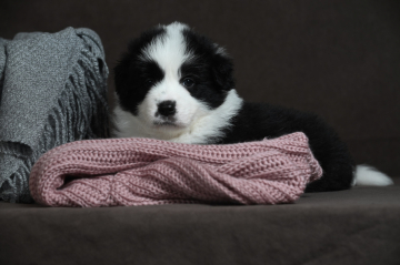 Altair Code of Honor