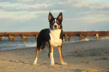 Solarflare's Red Three Standing By