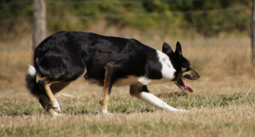 Nell of Caninature