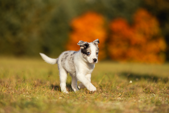 Say The Spell I'm All You Need I'ma Be Your Idol