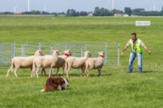 Bordercollieranch Lad