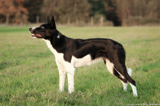 Powerful Pepper Of Devils On Fire