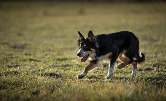 Shait de Loustalarie des Bourdalats