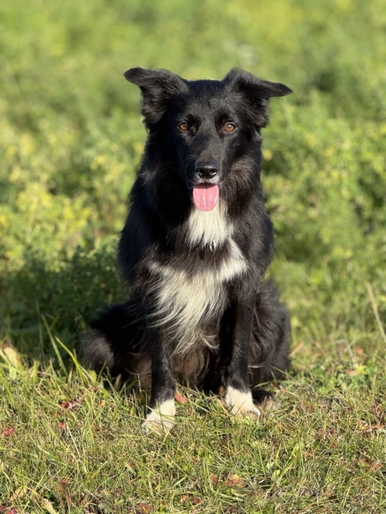 Black Venom Forward Ukraine