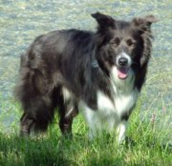 Agility Joy Limerick