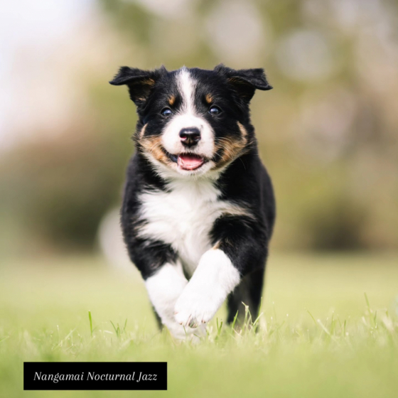 Nangamai Nocturnal Jazz