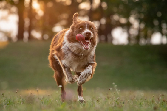 Gingerbell Keep Running
