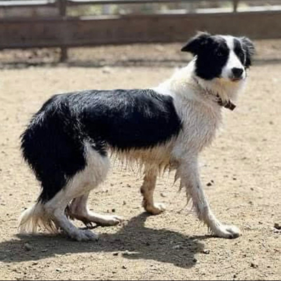 Millison Park Cherry