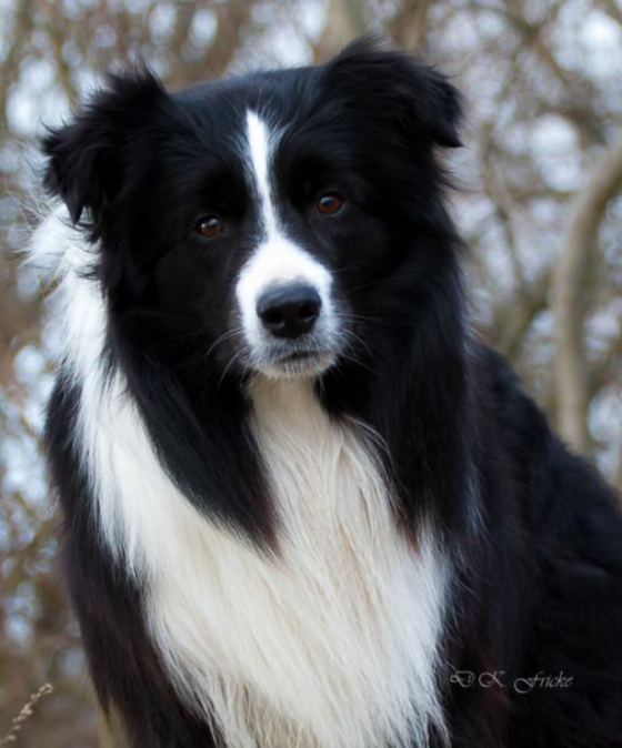 Rosegarden Amigo Mojito