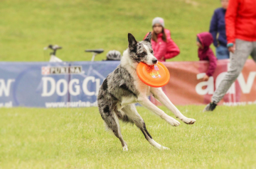 Never Never Land Z'Yuri