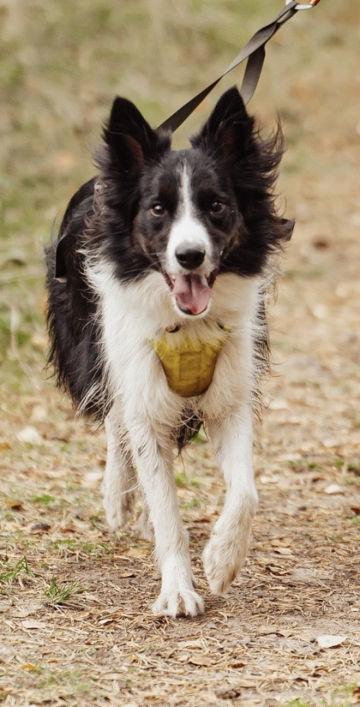 Chandler Pallada Pastoral