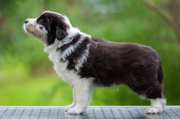 Fantom Face Z Cernobilych