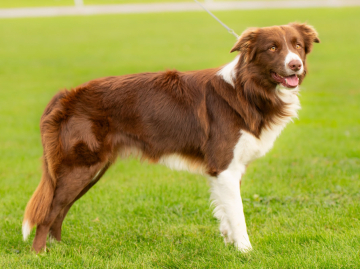 Letrox AfiAhy Family Geluzee