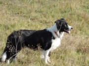 Alfa Stars Border Collies