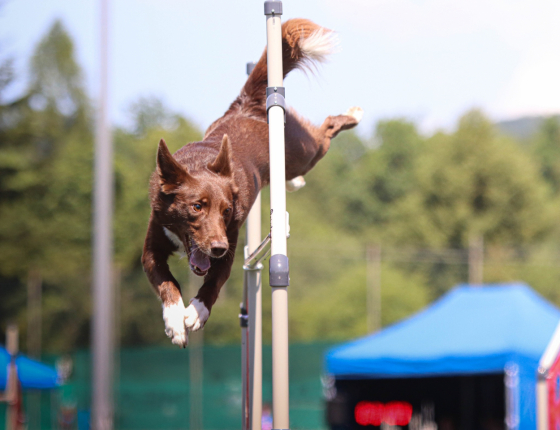 A Head Full of Funky Adventure