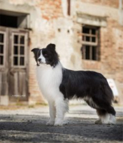 Dionisio di Paradise Collies